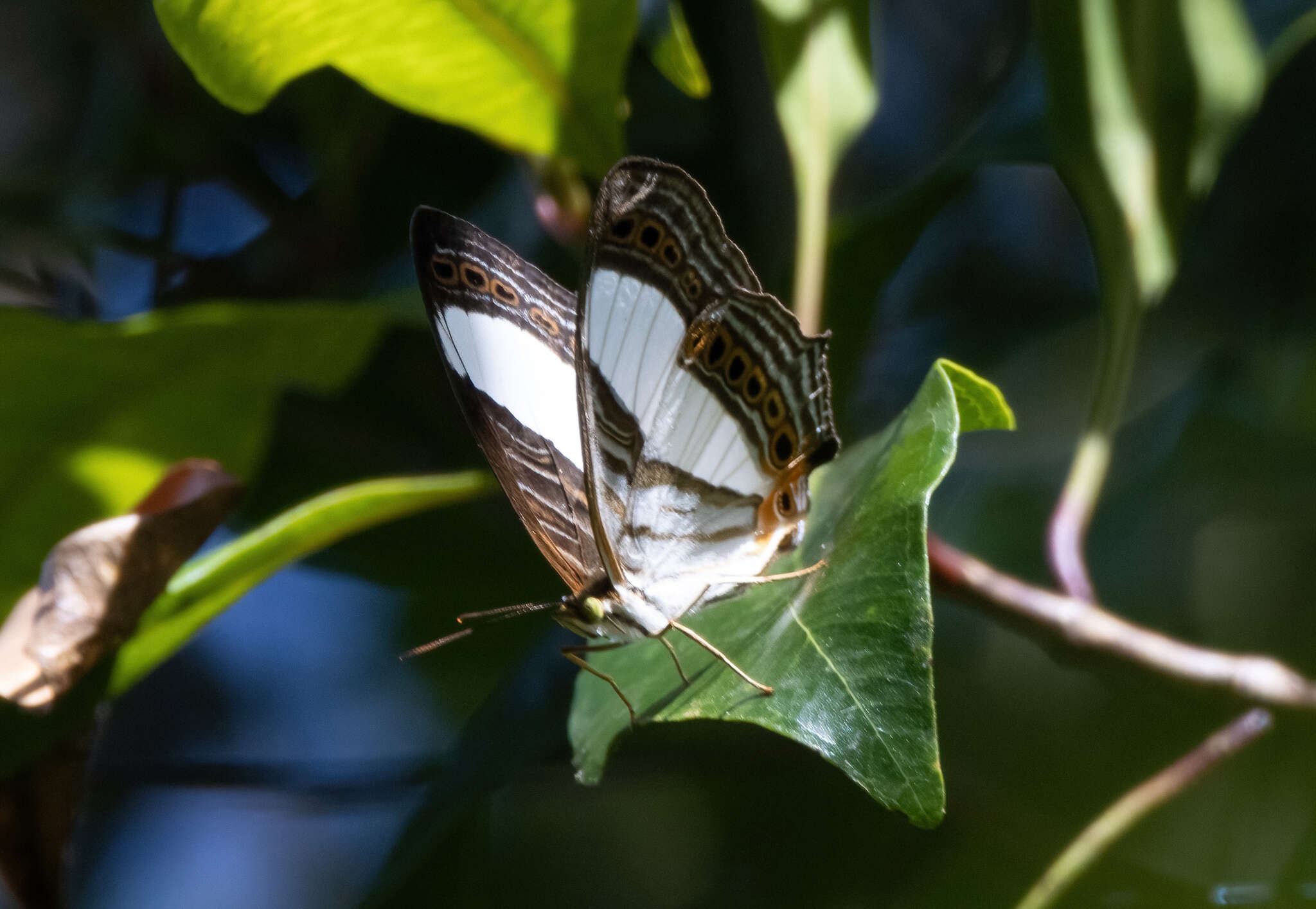 Слика од Cyrestis acilia Godart 1819