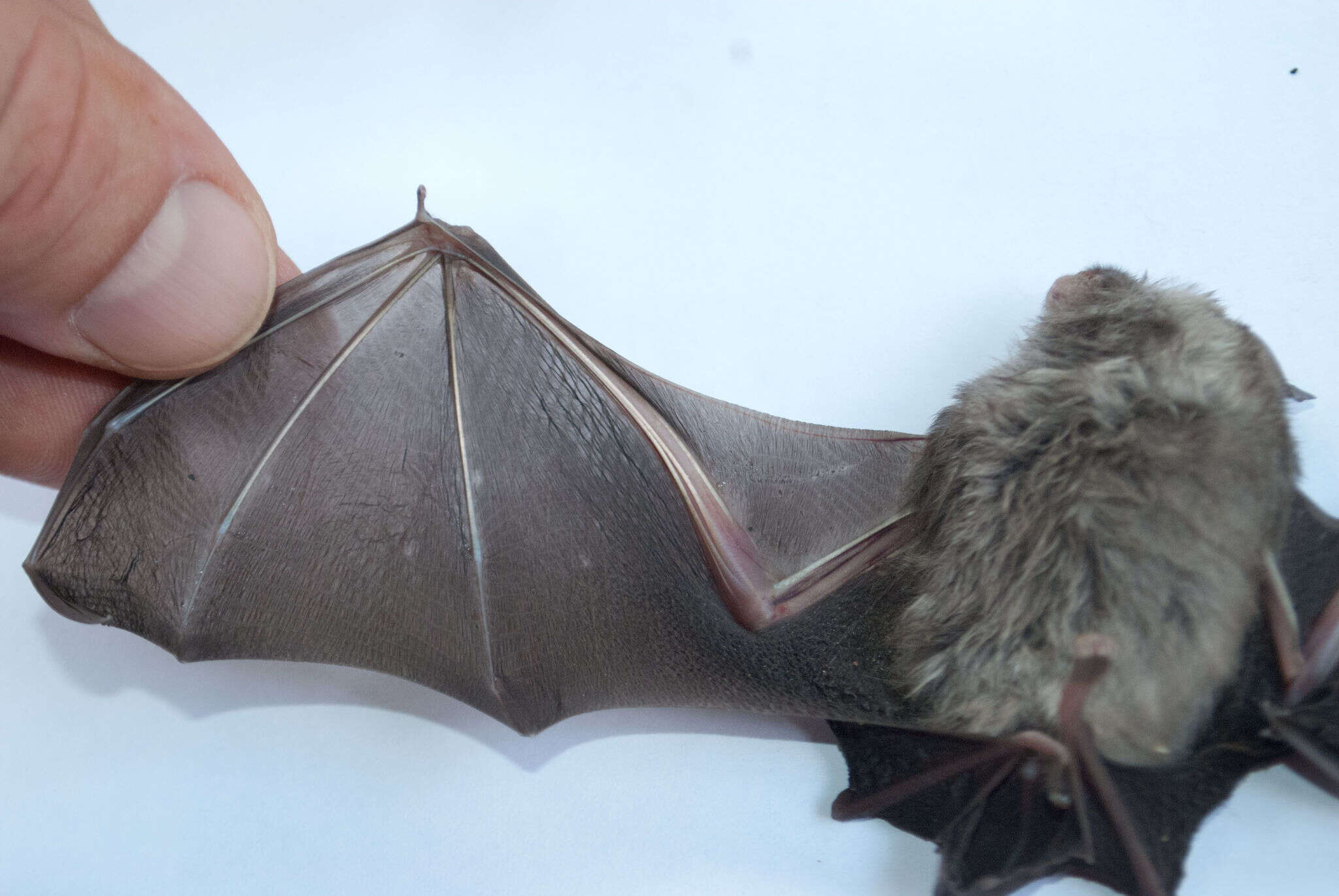 Image of Cape Leaf-nosed bat