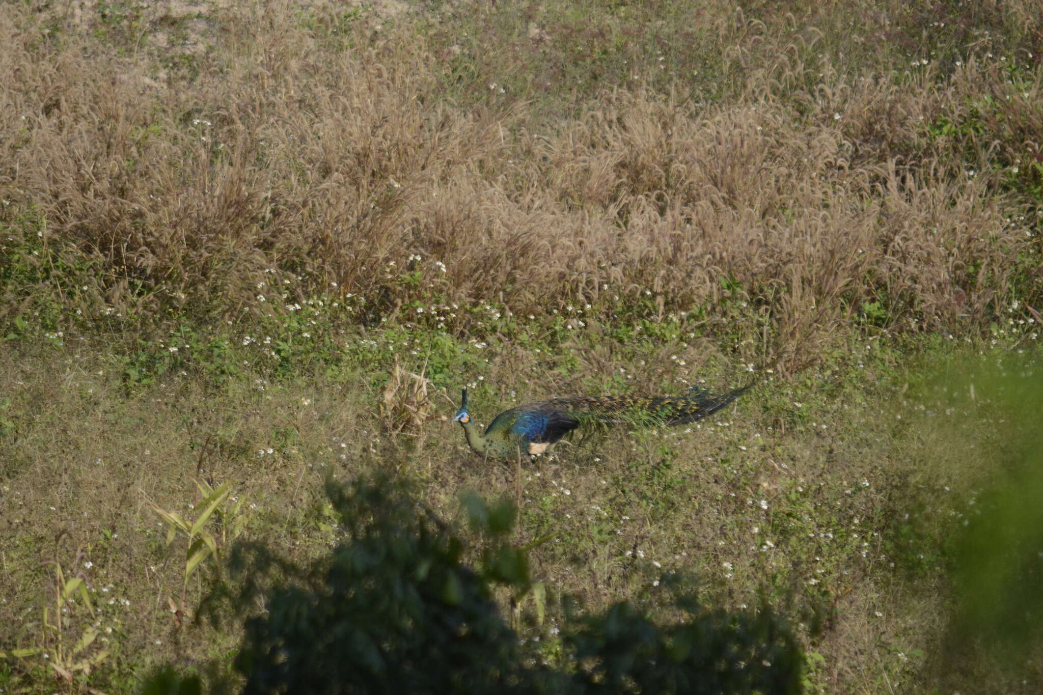 Imagem de Pavo muticus Linnaeus 1766