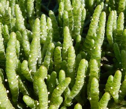 Image of Salicornia natalensis Bunge ex Ung.-Sternb.