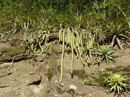 Image of Cleistocactus samaipatanus (Cárdenas) D. R. Hunt