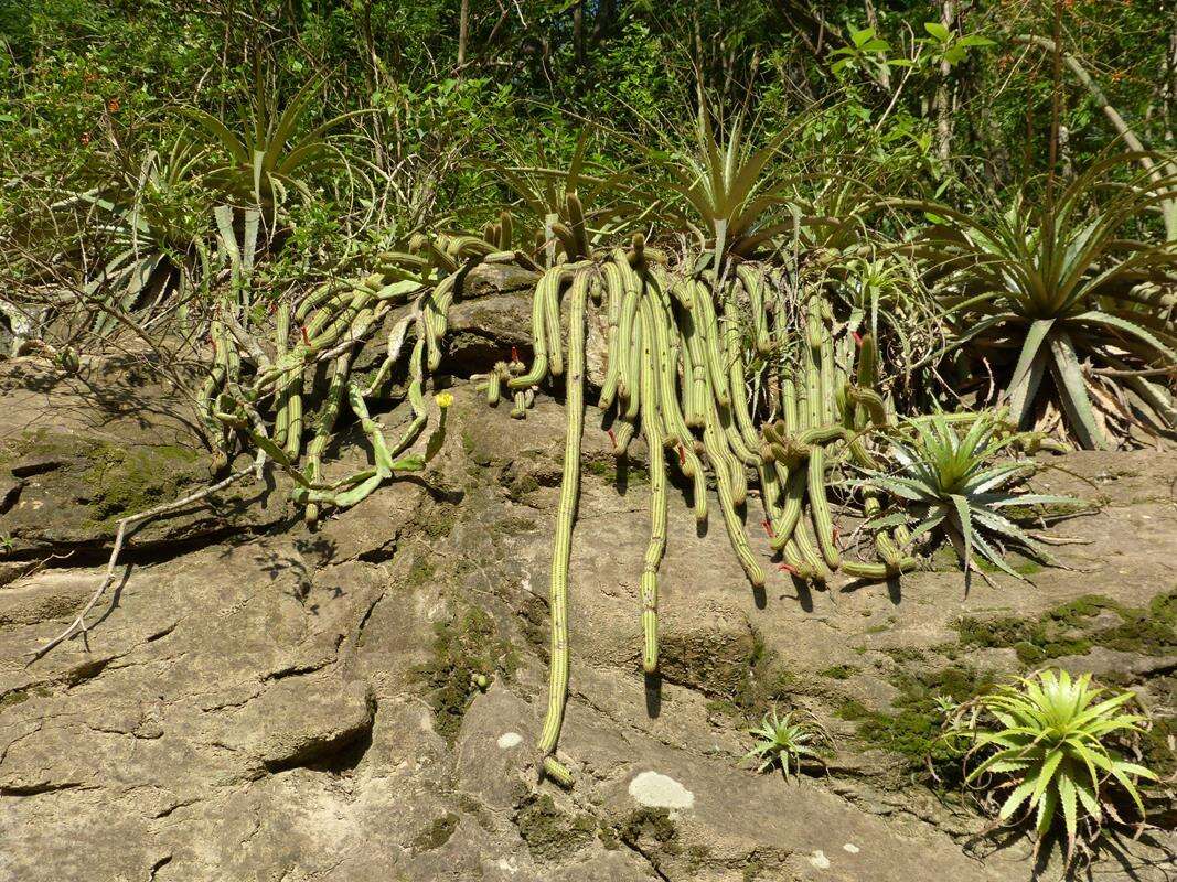 Image of Cleistocactus samaipatanus (Cárdenas) D. R. Hunt