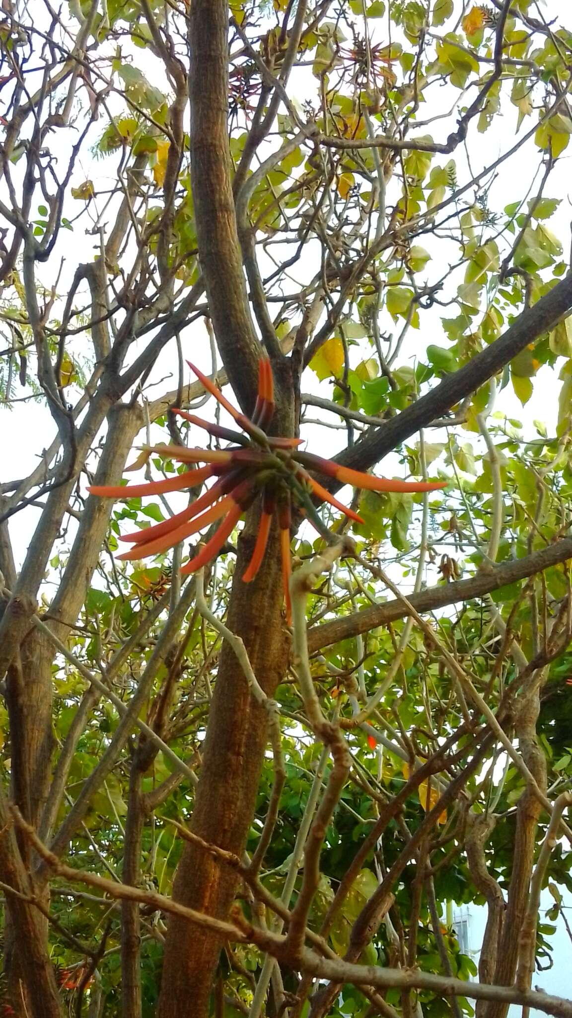 Слика од Erythrina goldmanii Standl.