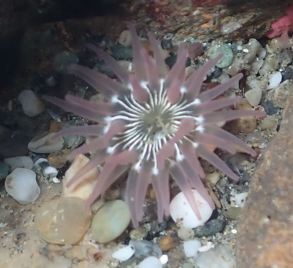 Image of incubating anemone