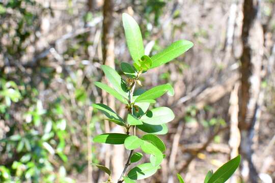 Image of Erythroxylum mexicanum Kunth