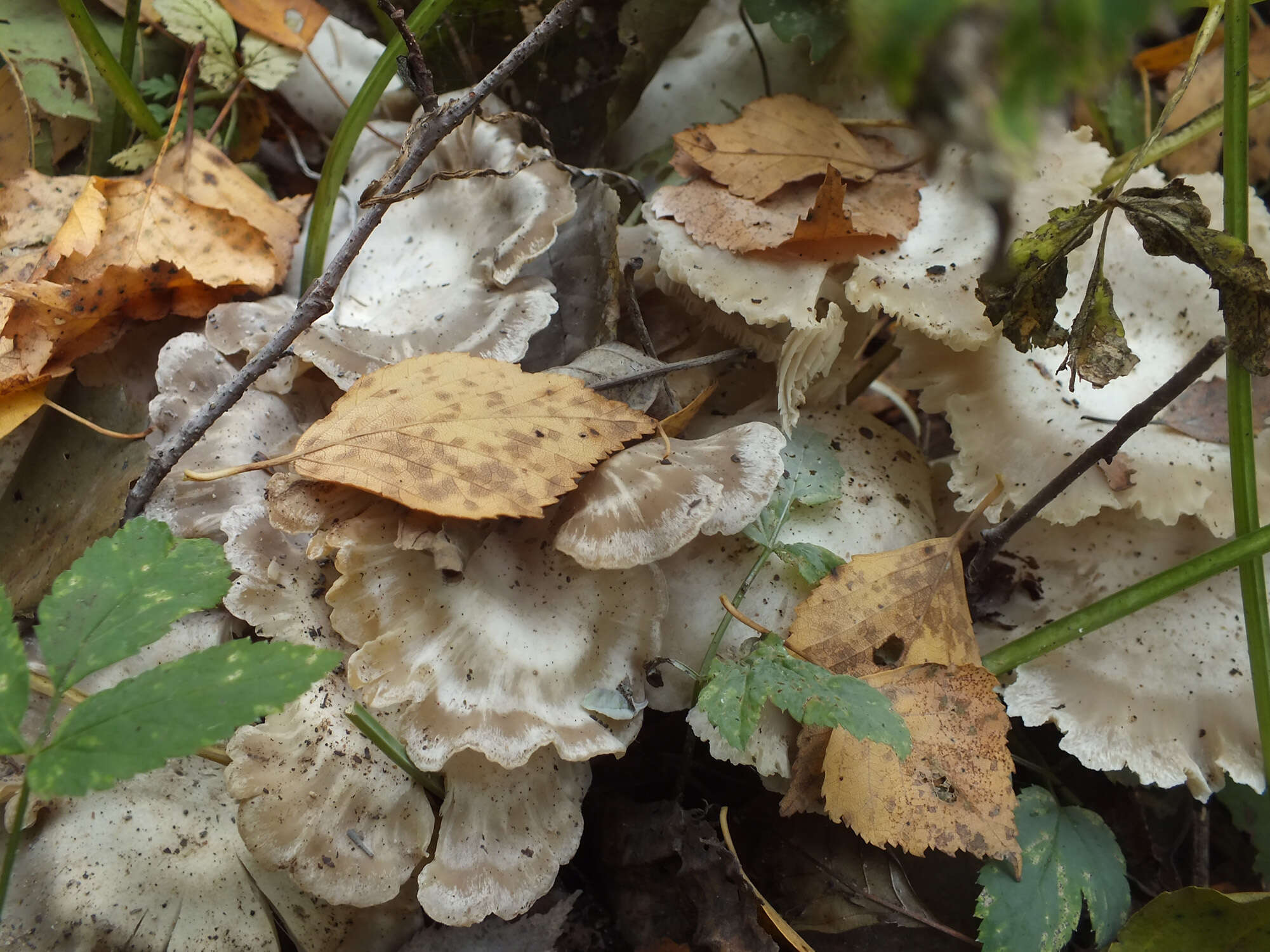 Image of Leucocybe