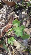 Image of Geranium asphodeloides Burm. fil.