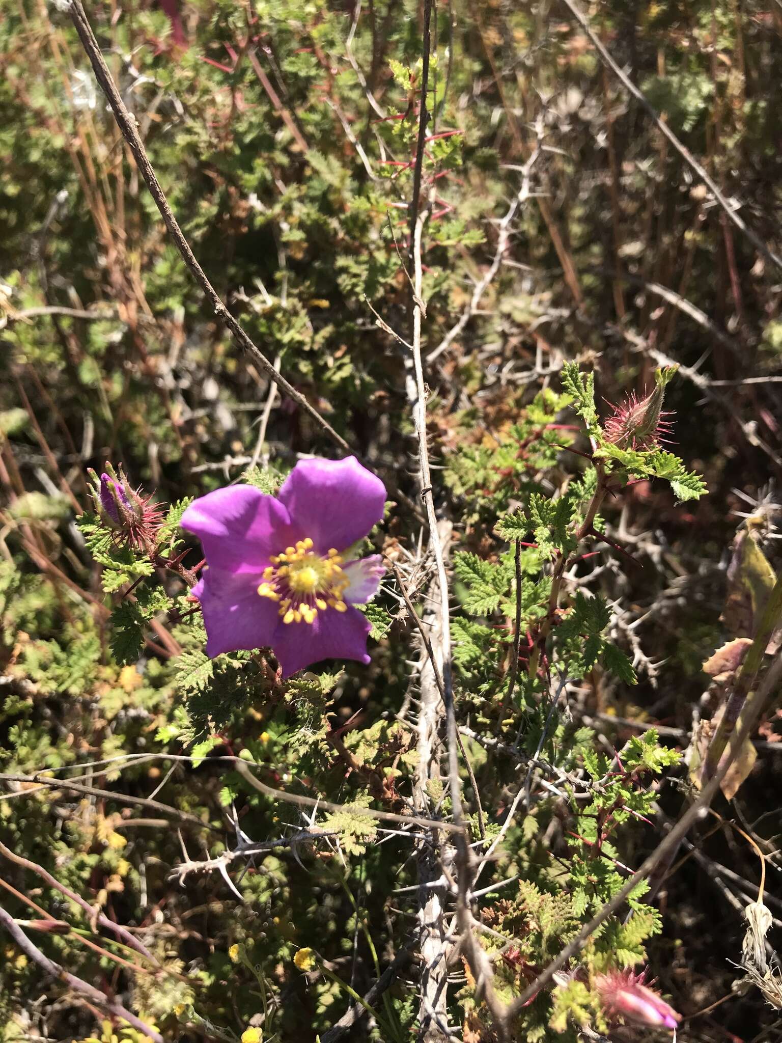 Rosa minutifolia Parry的圖片