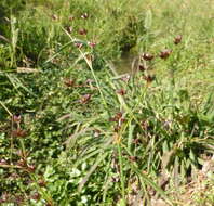 Image of Juncus exsertus Buch.