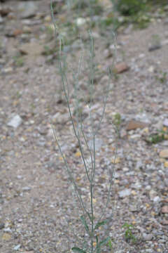 Imagem de Eriogonum polycladon Benth.