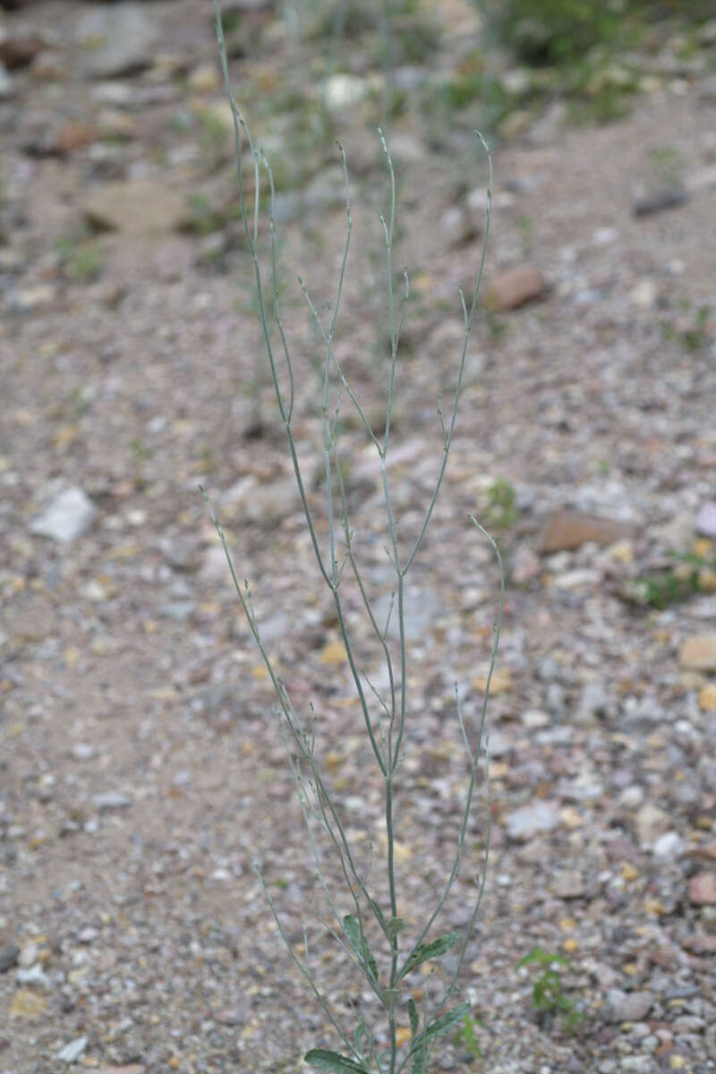 Imagem de Eriogonum polycladon Benth.