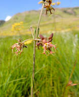 Image of Miraglossum superbum F. K. Kupicha