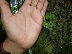 Image of fourleaf peperomia