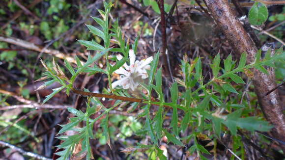 Image of Petrophile diversifolia R. Br.