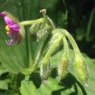 Image of Tinantia erecta (Jacq.) Fenzl