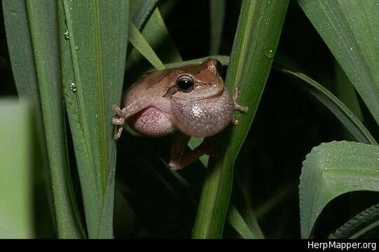 Image of Pine Woods Treefrog