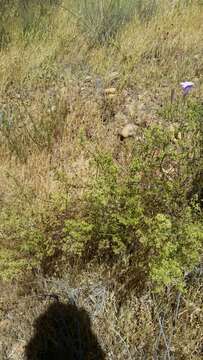 Image of narrowleaf bedstraw