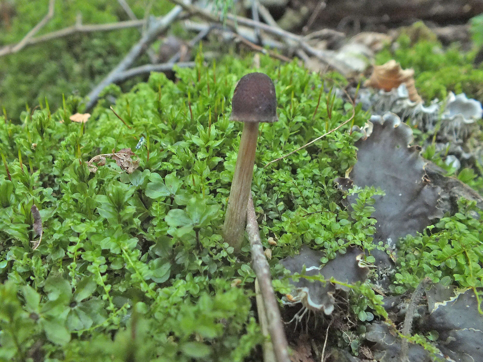 Imagem de Pluteus phlebophorus (Ditmar) P. Kumm. 1871