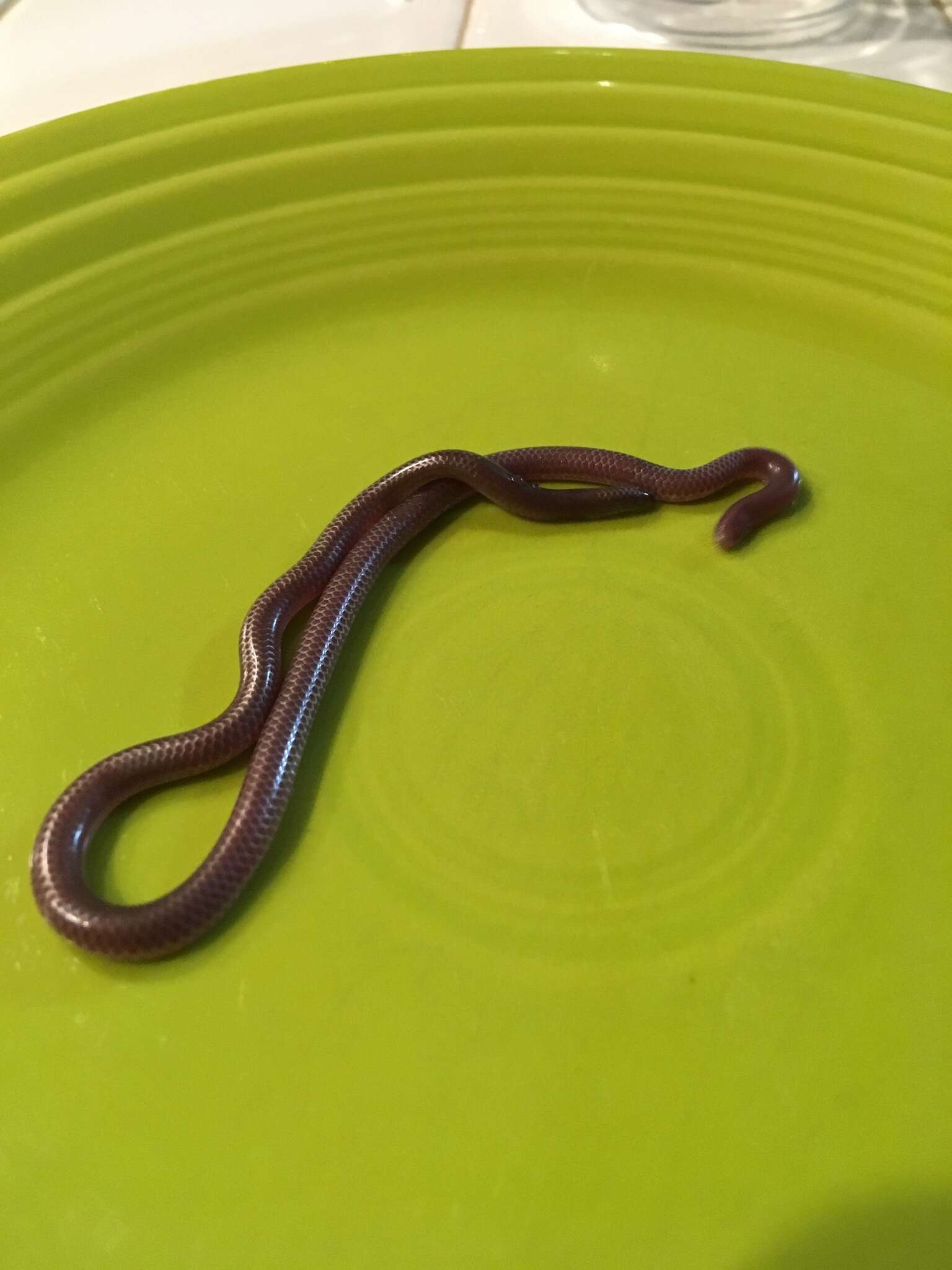 Image of Western Blind Snake