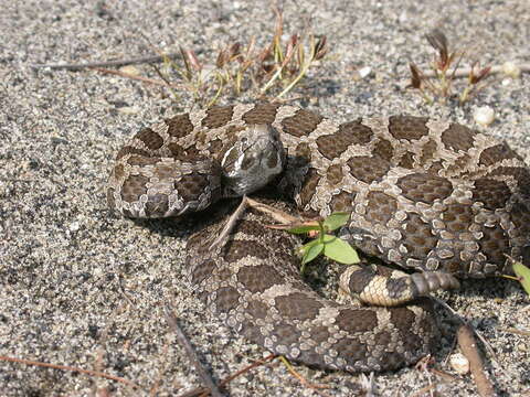 Image of Black massasauga