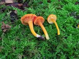 Plancia ëd Hygrocybe squamulosa (Ellis & Everh.) Arnolds 1995