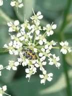 Image of carpet beetle