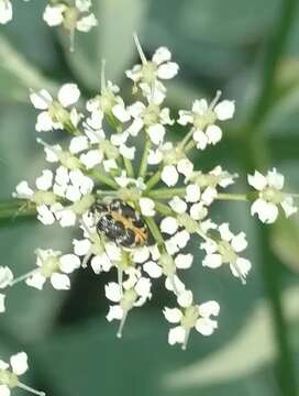 Image of carpet beetle