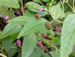 Image of threeleaf shrubverbena