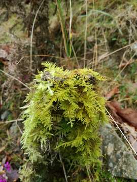 Image of tamarisk thuidium moss