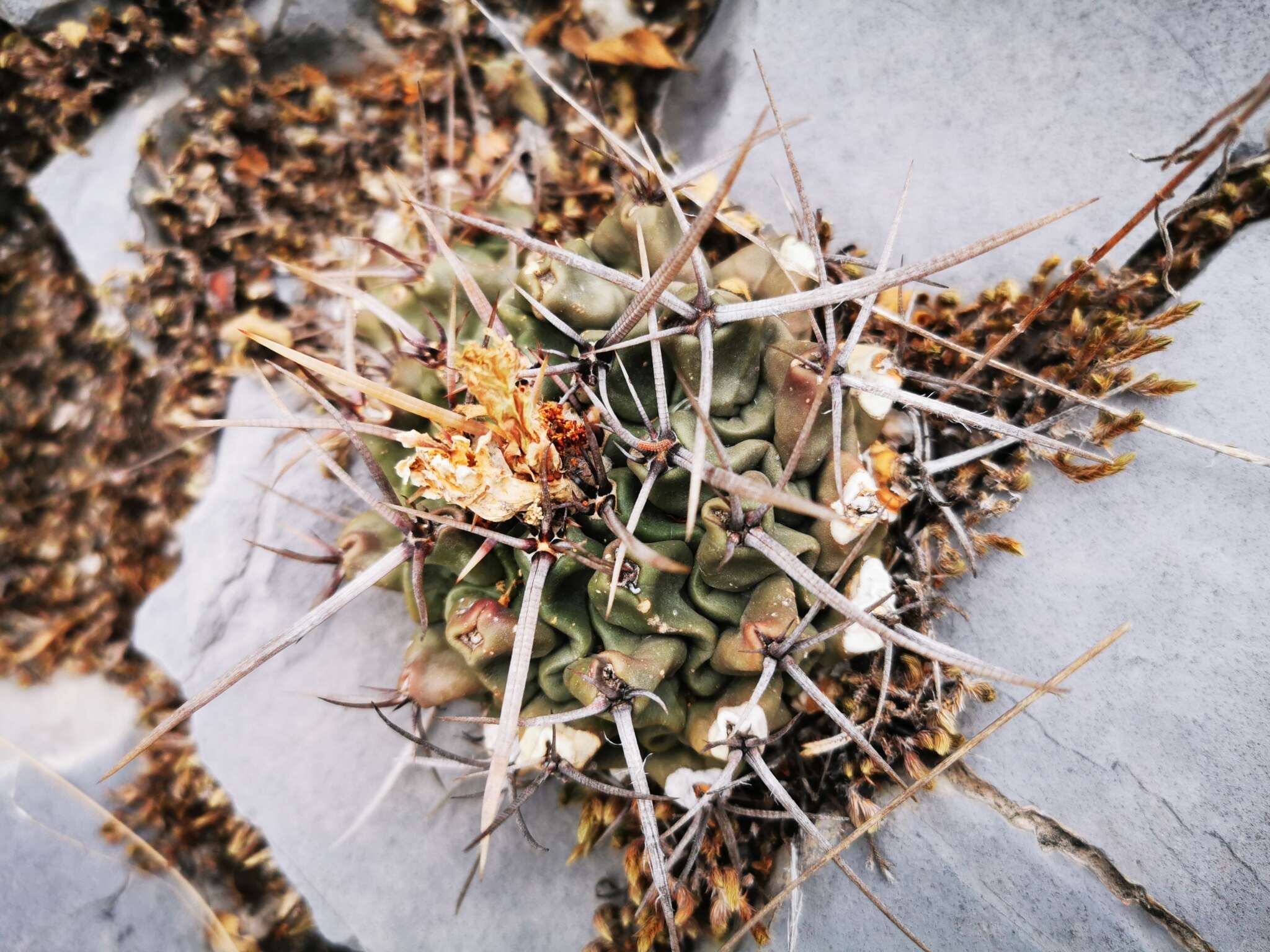 Image of Thelocactus rinconensis (Poselger) Britton & Rose