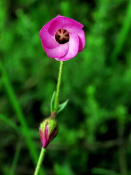 Image of Hermannia coccocarpa (Eckl. & Zeyh.) Kuntze