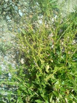 Image of sea beet