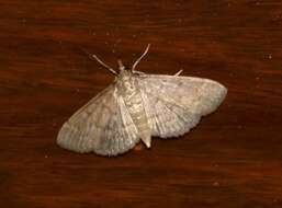 Image of Grass webworm