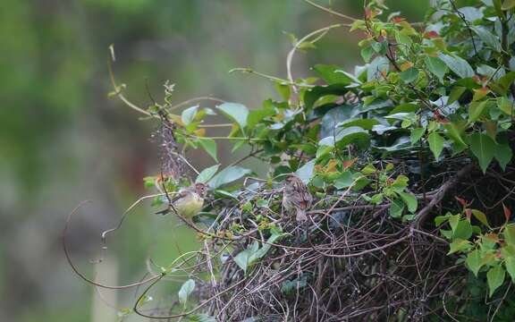 Image of Chestnut Bunting