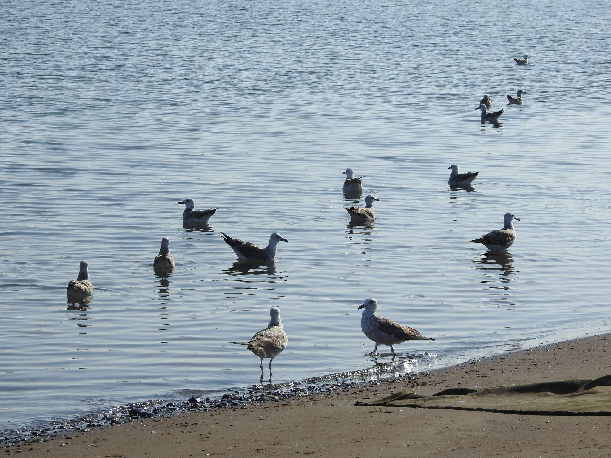 Image de Larus fuscus heuglini Bree 1876