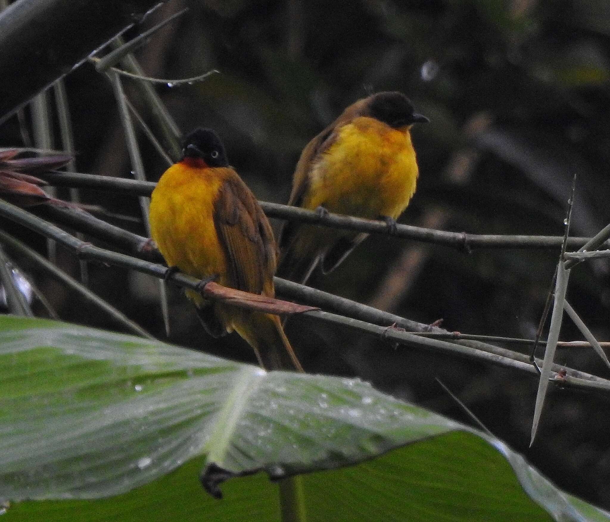 Image of Flame-throated Bulbul