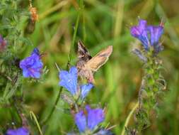 صورة Autographa gamma Linnaeus 1758