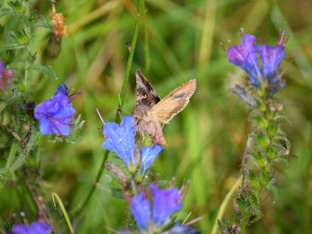 صورة Autographa gamma Linnaeus 1758