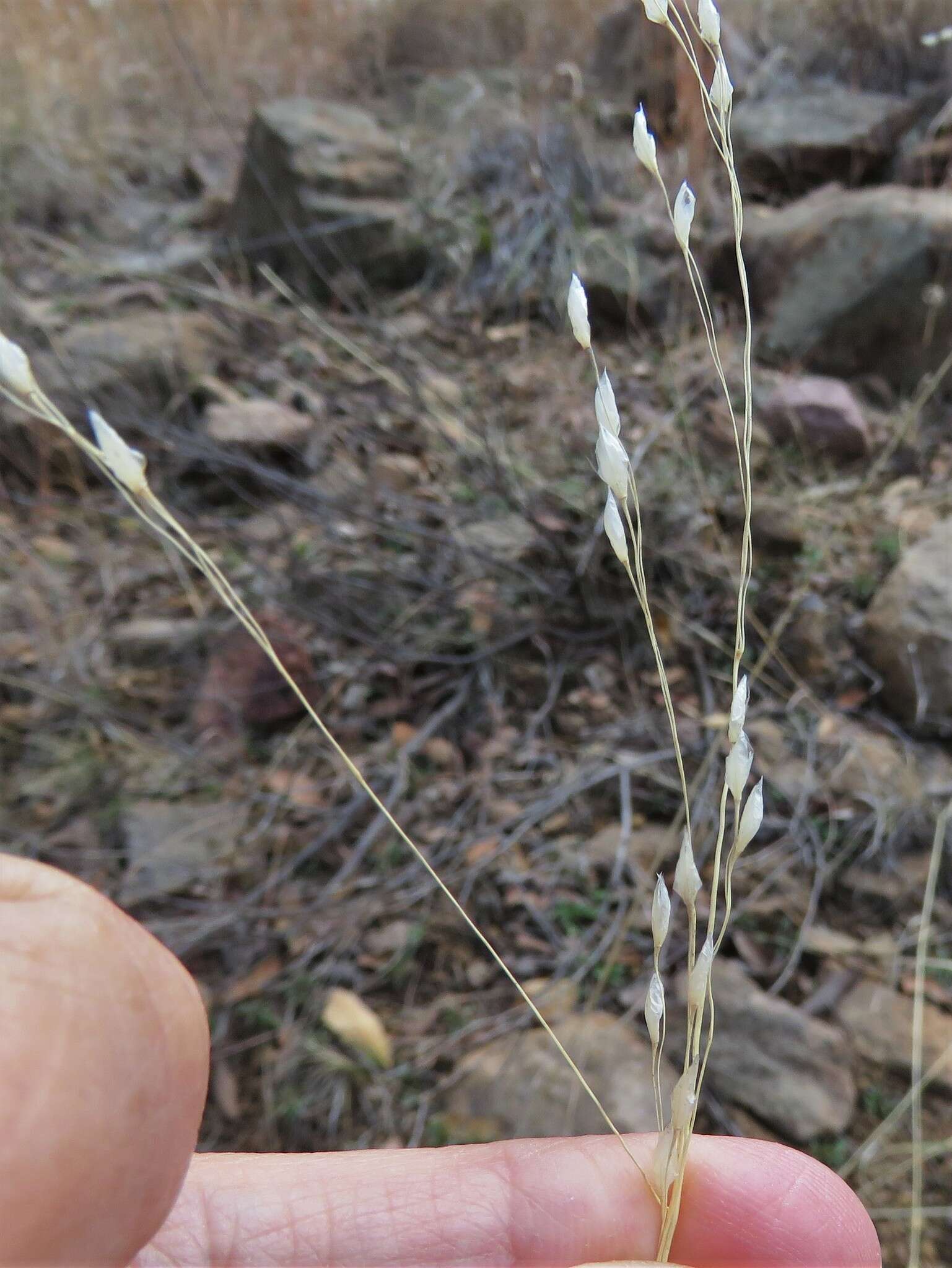 Image of pinyon ricegrass