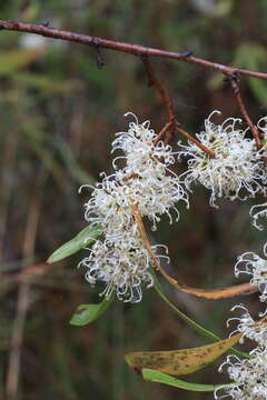 Image of Hakea florulenta Meissner