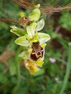 Image of Ophrys fuciflora subsp. bornmuelleri (M. Schulze) B. Willing & E. Willing