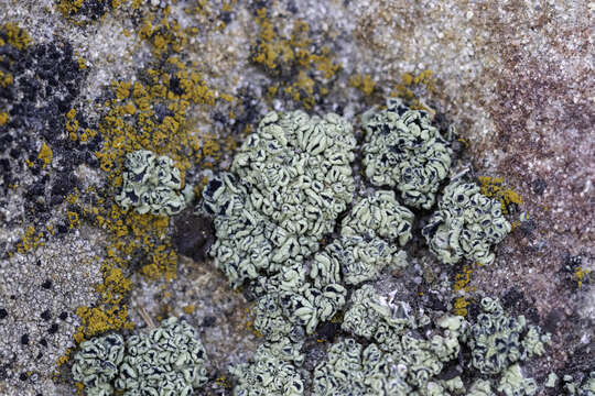 Image of rimmed navel lichen