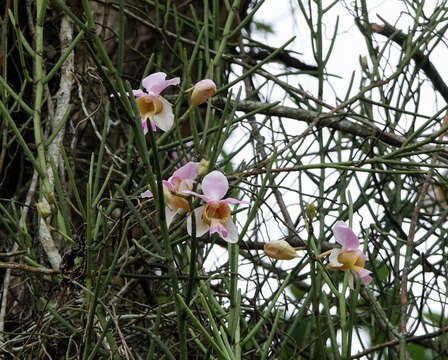 Image de Papilionanthe teres (Roxb.) Schltr.