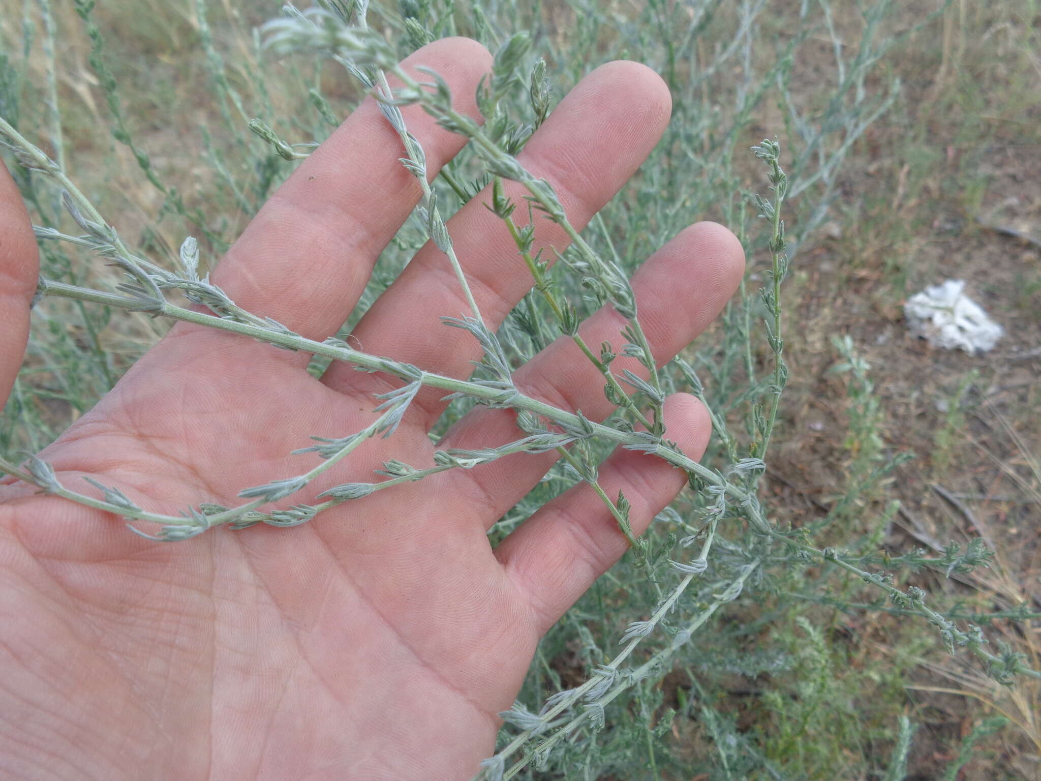 Plancia ëd Artemisia marschalliana Spreng.