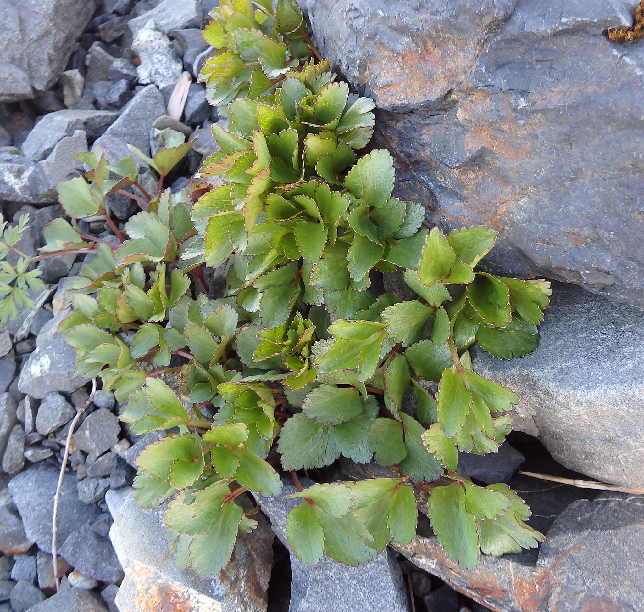 Ligusticum scoticum L. resmi