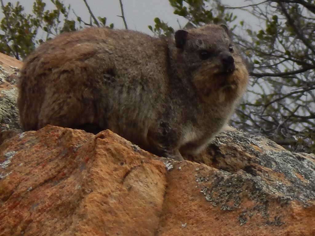 Image of Procavia capensis capensis (Pallas 1766)