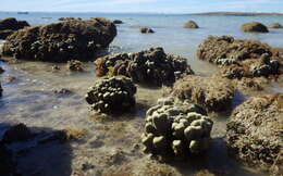 Image of hump coral