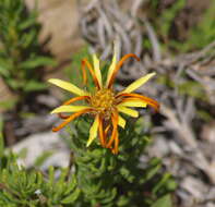 Image of Mutisia linearifolia Cav.