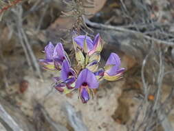 Image of Gompholobium confertum (DC.) Crisp