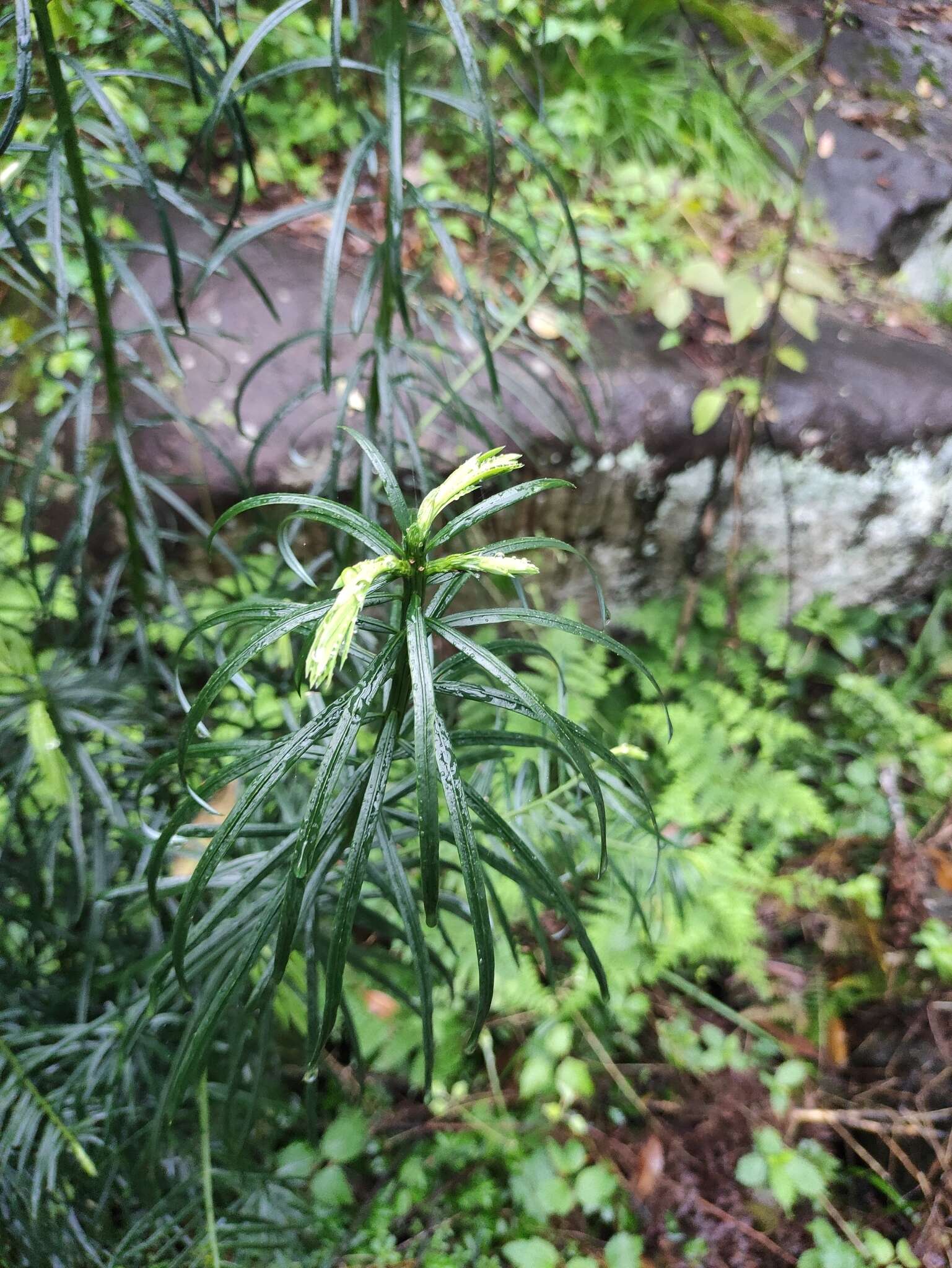 Image of Fortune's Yew Plum